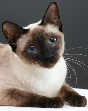 Taiyoukai Chih Yumi Chordeva