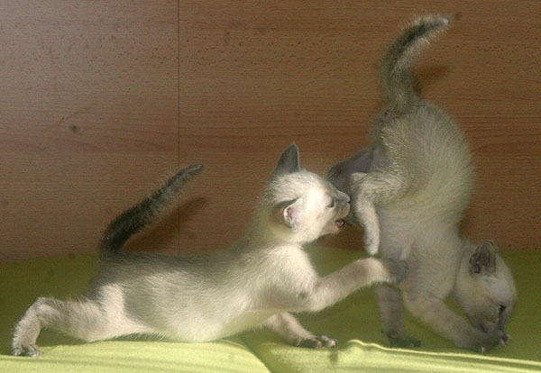 Photo: Carolin Skirl