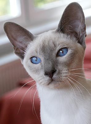 Taiyoukai Banshee von der Falkenhhe