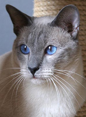 Brentelmaras Taiyoukai Asfaloth