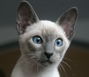 Ichigo Kurosaki - Kater