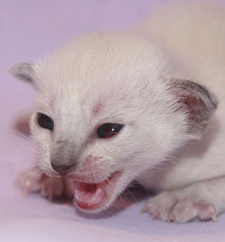 Photo: Carolin Skirl