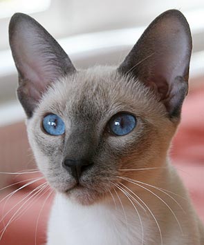 Taiyoukai Hotaru vom Rdgerwald