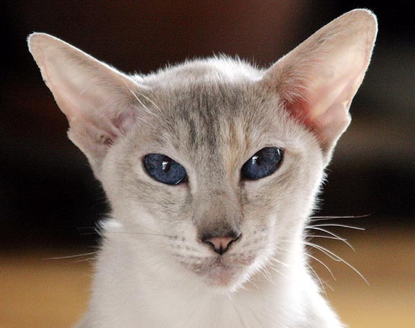 Foto: Carolin Skirl
