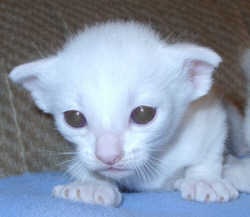 Lilith kurz nach der Geburt am 20/03/2003   Foto: Susanne Cramer-Rößner