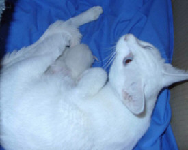 Schneeflocke mit ihren beiden Flckchen   Foto: Susanne Cramer-Rößner