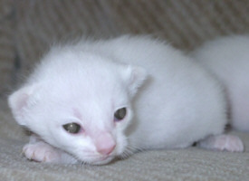 Lilith mit offenen Augen am 30/03/2003   Foto: Susanne Cramer-Rößner