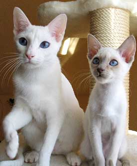 Lilith am 23/11/2004 mit Ashitaka   Foto: Carolin Skirl