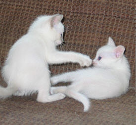 Lilith am 01/05/2003   Foto: Carolin Skirl