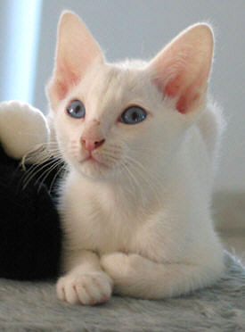 Lilith im neuen zu Hause am 09/06/2003   Foto: Carolin Skirl