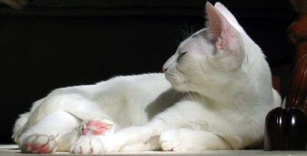 Yungayas Voyou Lilith "LILITH" 13/11/2003