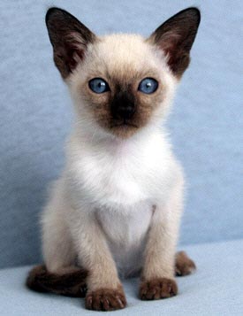 Nami mit 6 Wochen   Foto: Carolin Skirl