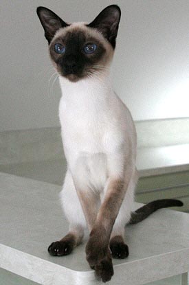 Nami mit 10 Monaten   Foto: Carolin Skirl