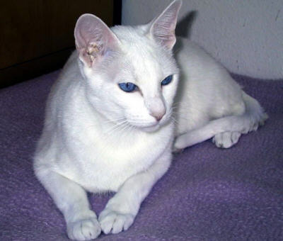 Sheila vom Saphirstern