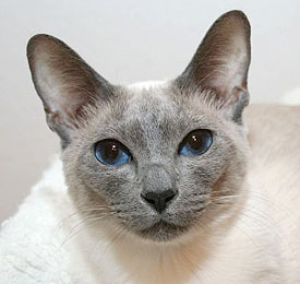 Gaiya   Photo: Beata Koll