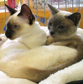 Galiahs und Loona am 02/10/2004