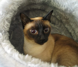 Angel auf der Ausstellung in Berlin Tegel