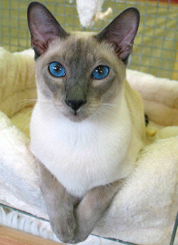 Yazoo bei der Sonderschau als Bester Thaikater