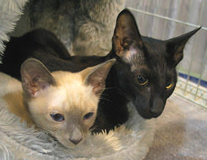 Yazoo und Cathy in Cottbus