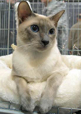 Yazoo beim Best Variety 16/10/2004