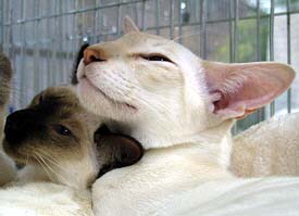 Galiah in Cottbus am 16/10/2004