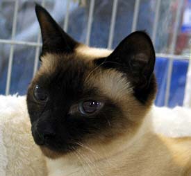 Angel in Cottbus 16/10/2004