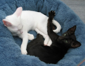 Lilith in Gesellschaft von Cathy