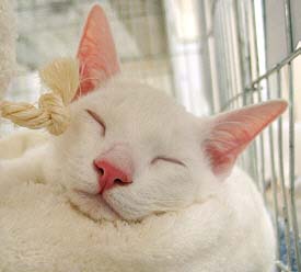 Azharus erste Ausstellung am 13/03/2005