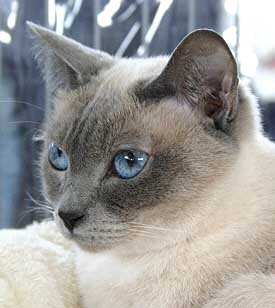 Loona in Dresden am 13/03/2005