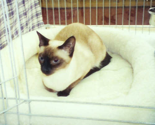 Buffy in Hohen Neuendorf