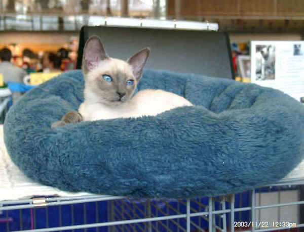 Yungayas Yazoo   Foto: Jürgen Radtke