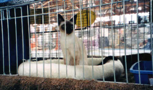 Buffy auf ihrer ersten Ausstellung