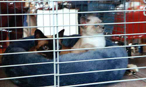 Angel und Loona in Paaren/Glien