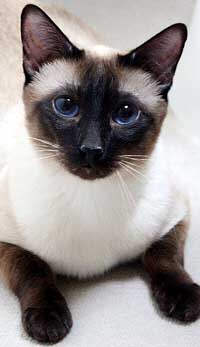 Bellezza Gatto Bobby Lee