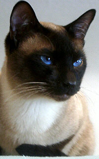 Calimero vom Dahlienring