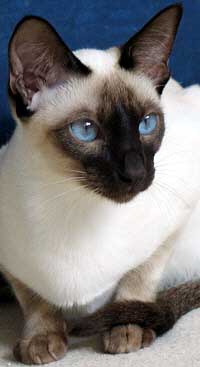 Galiah vom Schloss Charlottenhof