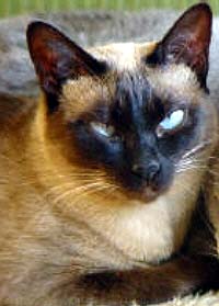 Grachita de Cascabel