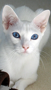 Yungayas Voyou Lilith