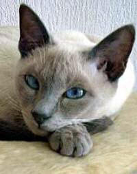 Yungayas Pippi Lotta