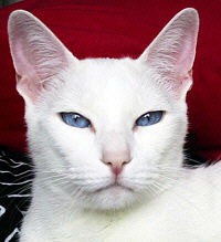 Sheila vom Saphirster