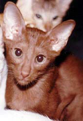 Manalishi�s Cinnamon Styx