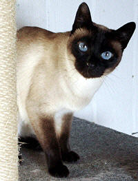 Thaila von der Falkenhöhe