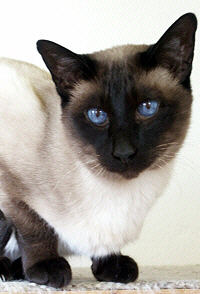 Tom von der Lutherbuche