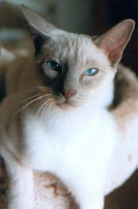 Uncle Sam von der Falkenhhe
