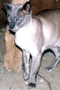 Wladimir La Brughiera