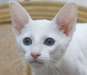 Varuna vom Schloss Charlottenhof