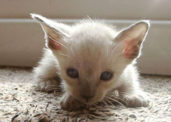 Yazoo 03/09/03   Foto: Lilian Rößner