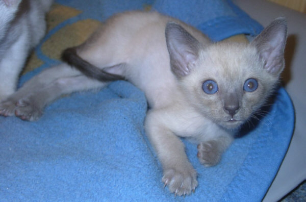 Yazoo 23/09/2003  Foto: Susanne Cramer-Rößner