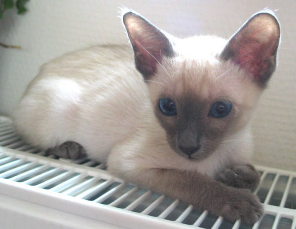 Yazoo 26/10/2003  Foto: Carolin Skirl