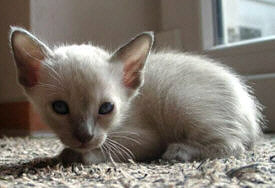 Yazoo 03/09/2003   Foto: Lilian Rößner